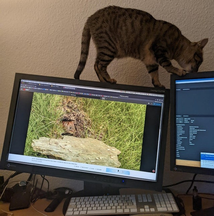 Illustration de l'article : Ces 19 photos de chats qui défient toutes les lois établies