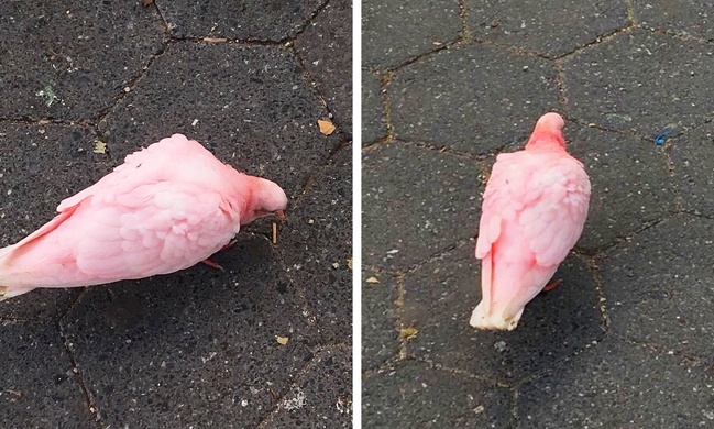 Illustration de l'article : Ces 30 photos de situations absurdes ou inhabituelles