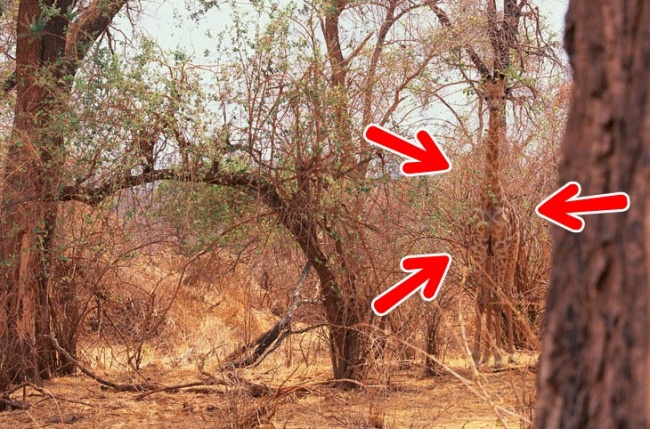 Illustration de l'article : Si vous n'avez pas une vision parfaite, vous ne trouverez pas les animaux cachés sur ces 10 photos !