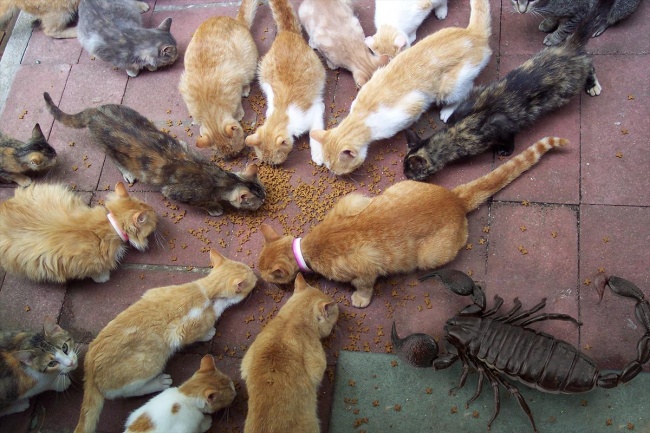 Illustration de l'article : 10 photos comparant 2 choses pour vous donner une idée de leur taille