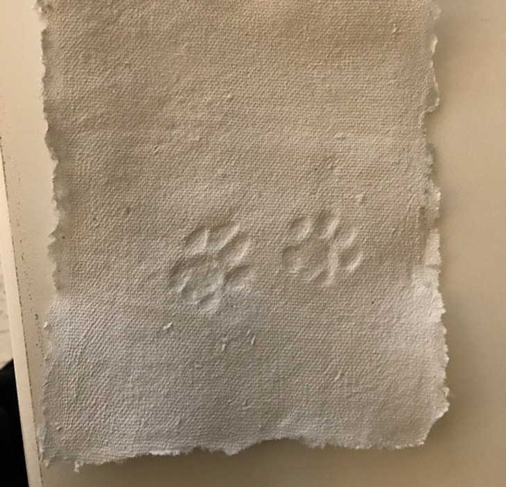 Illustration de l'article : Ces 19 photos de chats qui défient toutes les lois établies