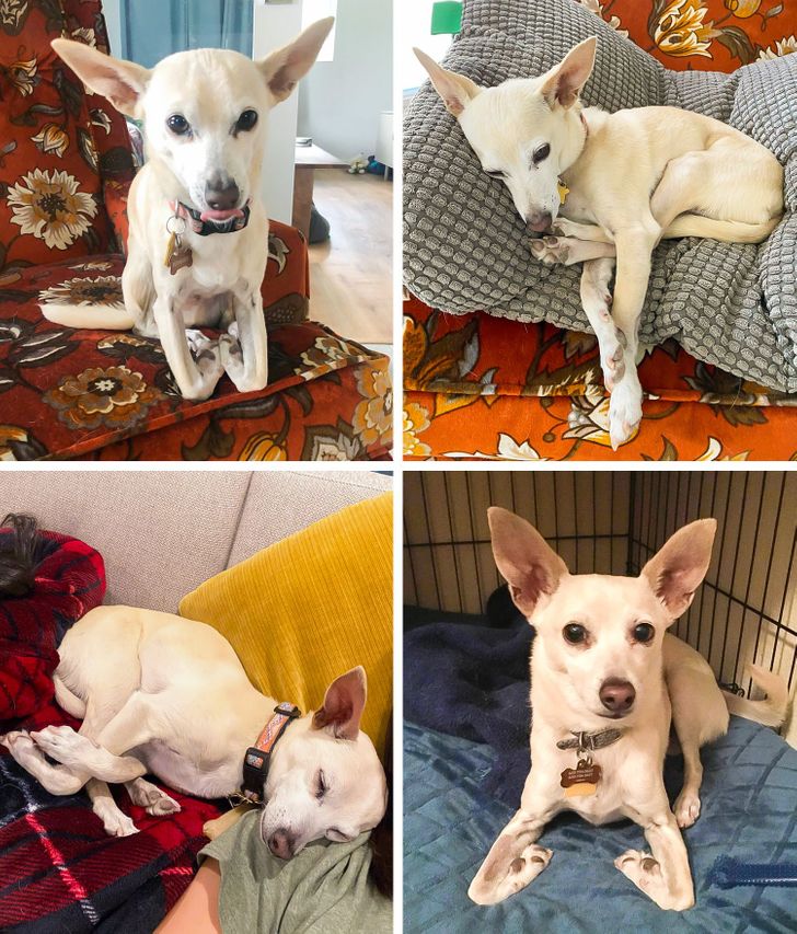 Illustration de l'article : Ces 15 photos de chiens qui se prennent pour des chats