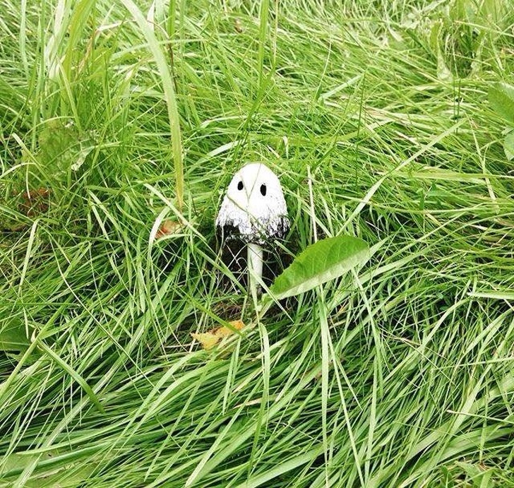 Illustration de l'article : Ces 17 situations rares qui méritent un coup d'oeil