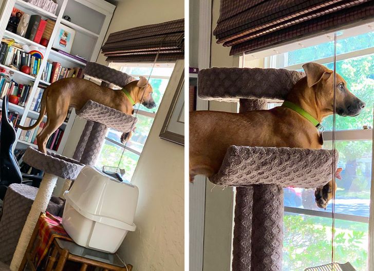 Illustration de l'article : Ces 15 photos de chiens qui se prennent pour des chats