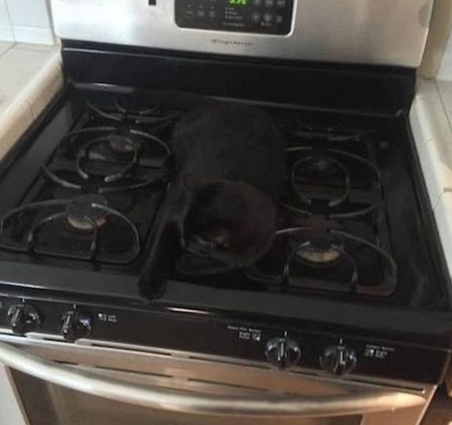 Illustration de l'article : Ces 17 personnes ont un ange gardien sur leur tête