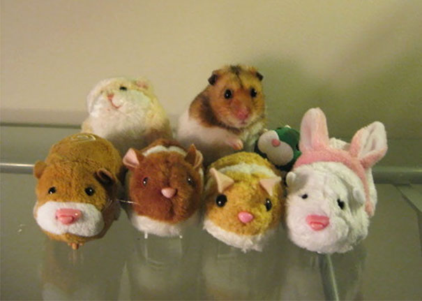 Illustration de l'article : Qui a vraiment le niveau pour trouver l'intrus sur ces 100 photos ? 