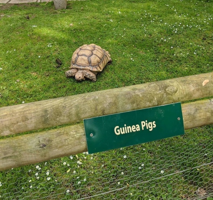 Illustration de l'article : Ces 18 imprévues qui donnent un caractère drôle à la situation