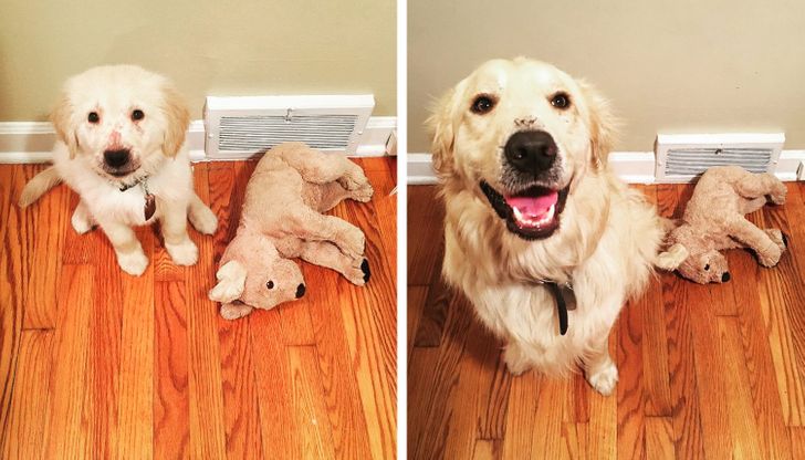 Illustration de l'article : Ces 20 photos de chiens et de chats qui sont devenus géants