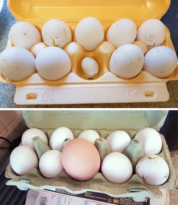 Illustration de l'article : Ces 18 situations comme on en rencontre rarement