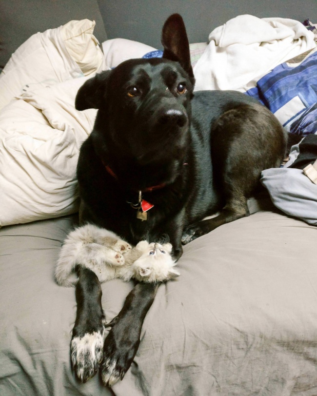 Illustration de l'article : Ces 31 photos résument au mieux le mot « humanité »