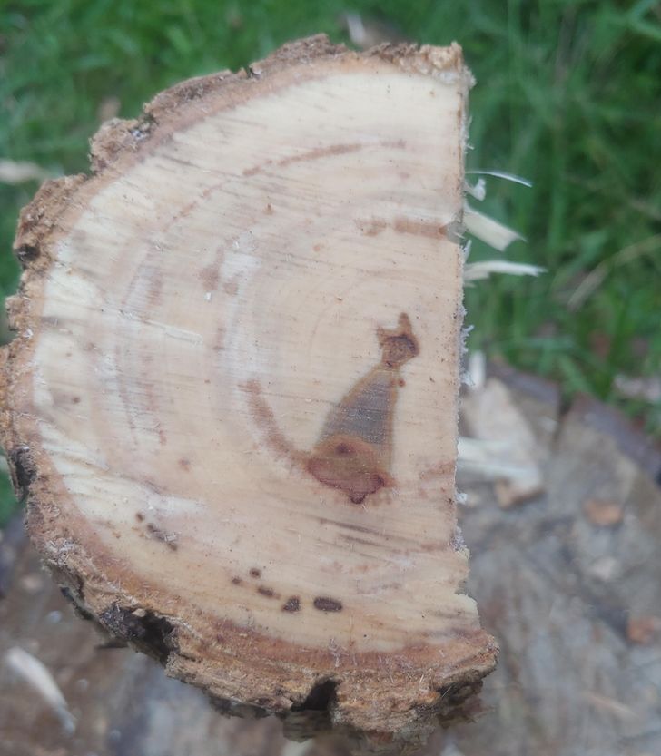 Illustration de l'article : Ces 17 personnes qui voient des visages là où il n'y en a pas