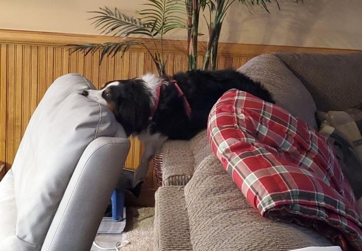 Illustration de l'article : Ces 20 animaux qui font tout pour faire croire qu'ils ont une vie très fatigante