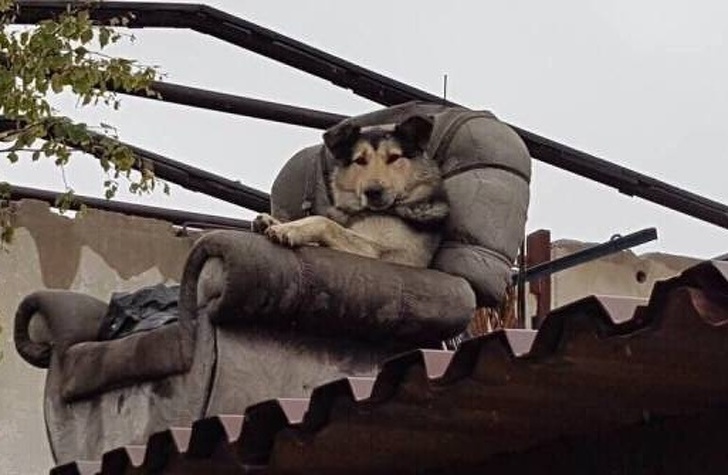 Illustration de l'article : Ces 17 photos qui sont la preuve de la bizarrerie du monde