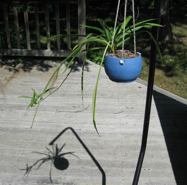 Illustration de l'article : Ces 19 ombres bien différentes de leur corps réel