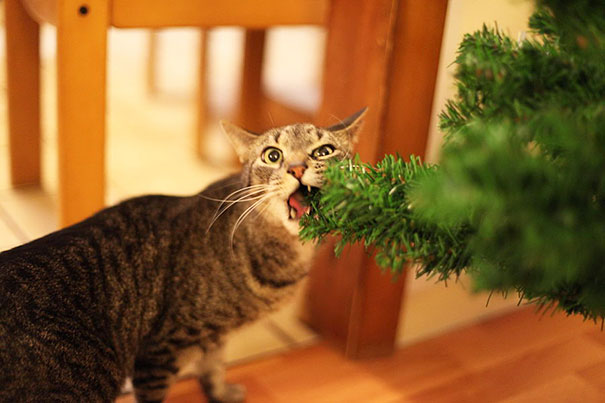 Illustration de l'article : 20 chiens et chats qui ont ruiné Noël en s’en prenant au sapin