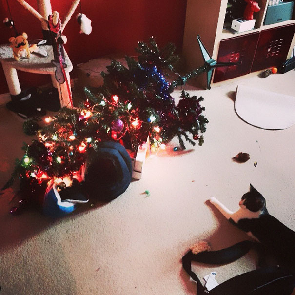 Illustration de l'article : 20 chiens et chats qui ont ruiné Noël en s’en prenant au sapin