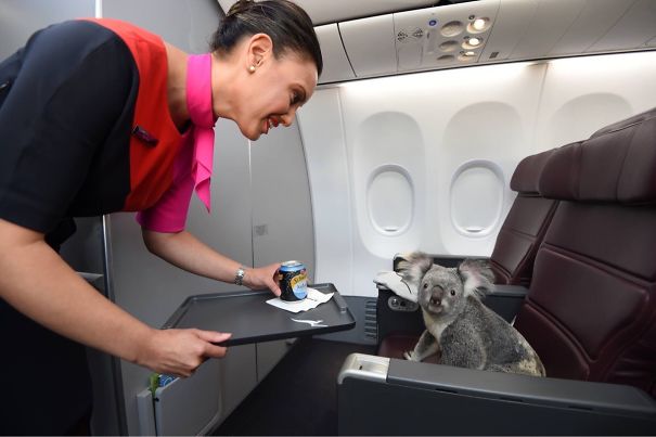 Illustration de l'article : 20 passagers insolites dans des transports aériens