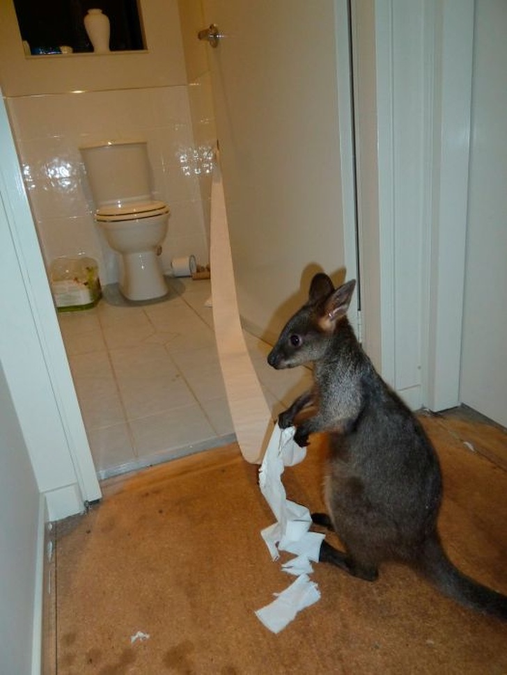 Illustration de l'article : Ces 17 scènes assez originales trouvées partout dans le monde