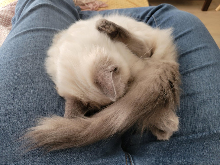 Illustration de l'article : Ces 20 photos d'animaux de compagnie en plein sommeil