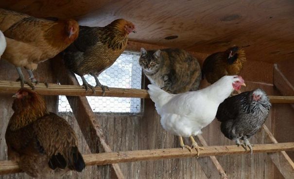 Illustration de l'article : Qui a vraiment le niveau pour trouver l'intrus sur ces 100 photos ? 