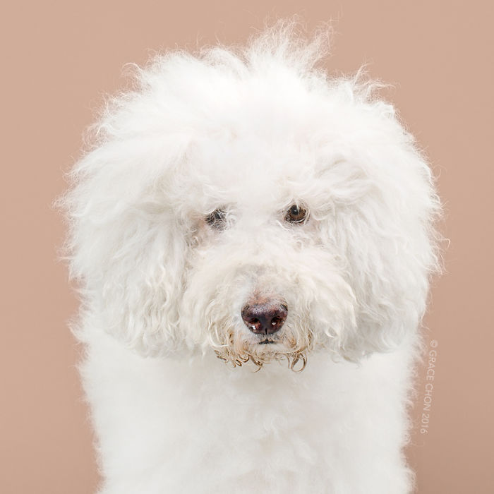 Illustration de l'article : 16 chiens photographiés avant et après une bonne coupe pour l'été !