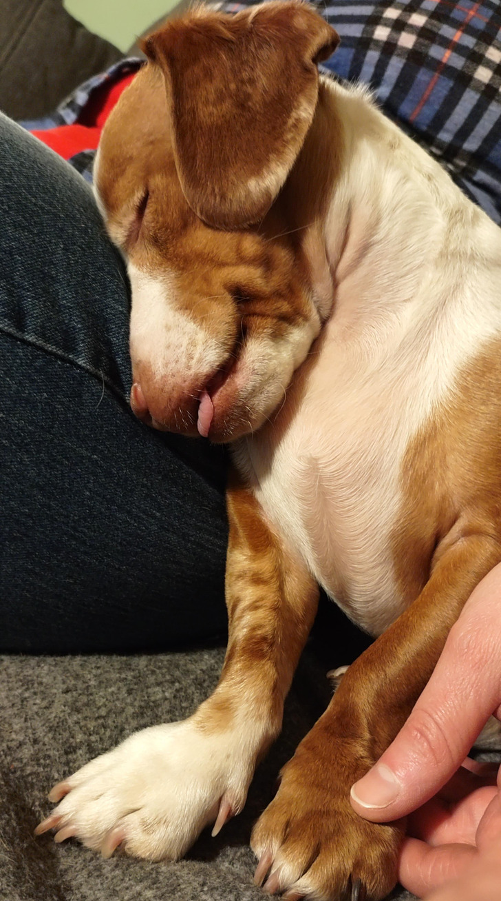 Illustration de l'article : Ces 20 photos d'animaux de compagnie en plein sommeil