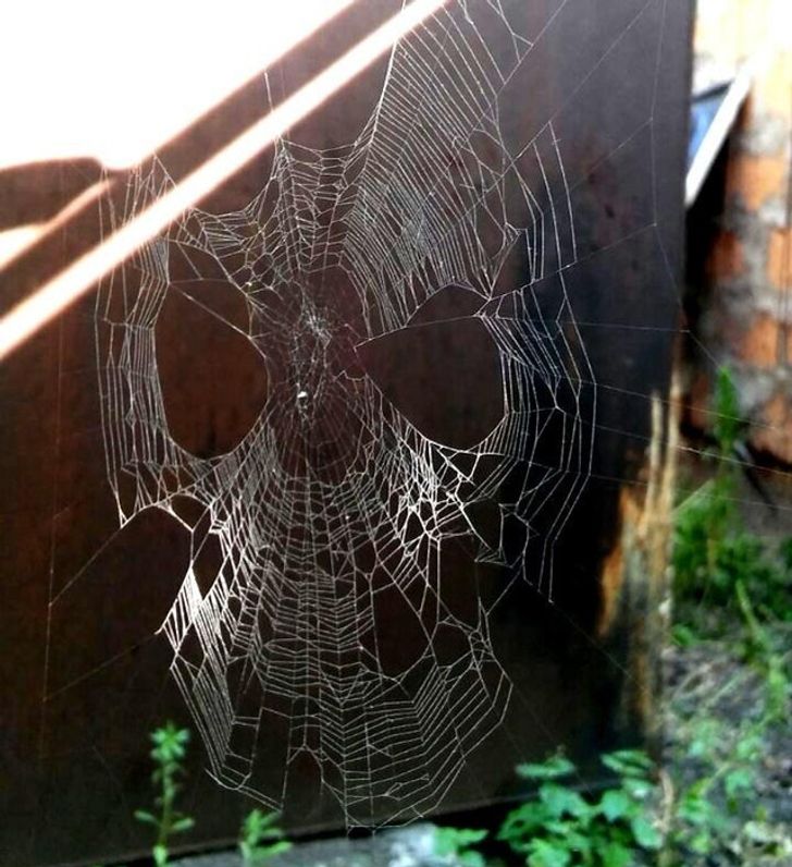 Illustration de l'article : Ces 20 photos illustrant quelques frayeurs de la nature