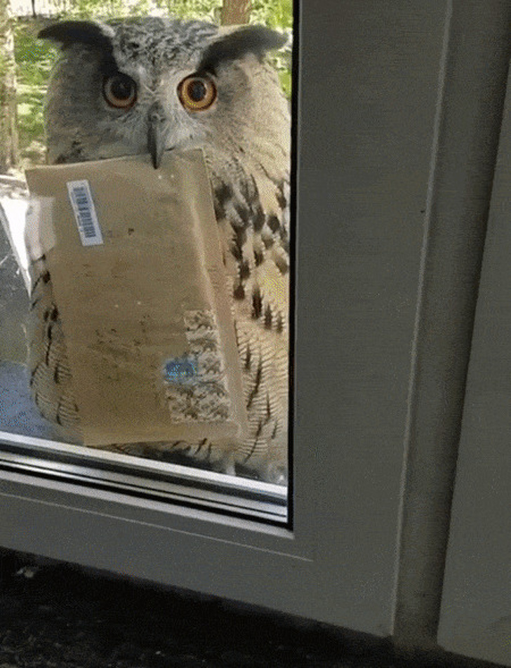 Illustration de l'article : Ces 21 fois où la chance est tombée par hasard