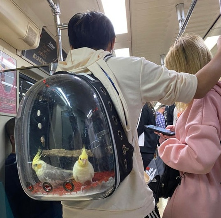 Illustration de l'article : Ces 20 photos d'éléments ordinaires qui ont quelque chose en plus