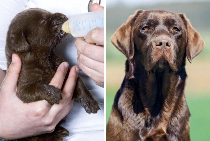 Illustration de l'article : Ces 20 photos de chiots devenus des molosses