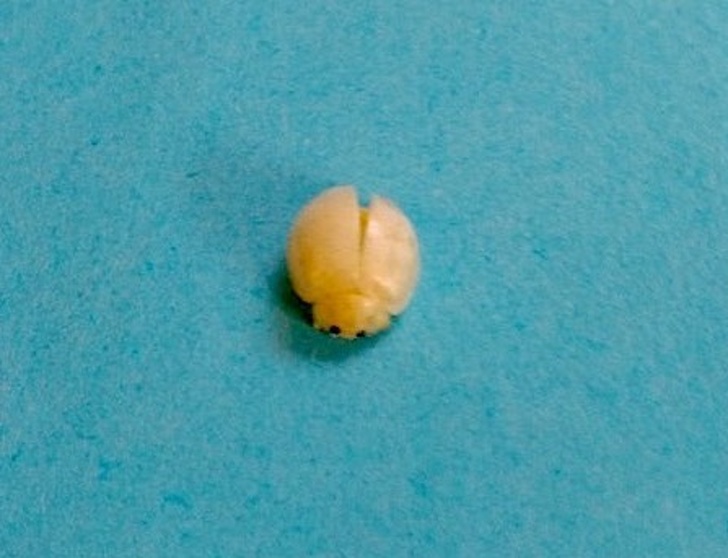 Illustration de l'article : Ces 21 découvertes étranges à examiner de près