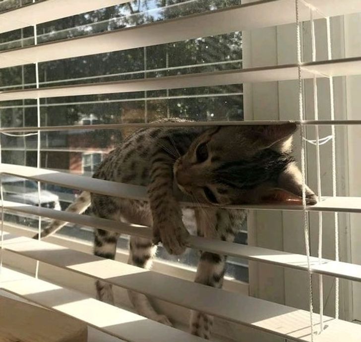 Illustration de l'article : Ces 20 animaux qui font tout pour faire croire qu'ils ont une vie très fatigante