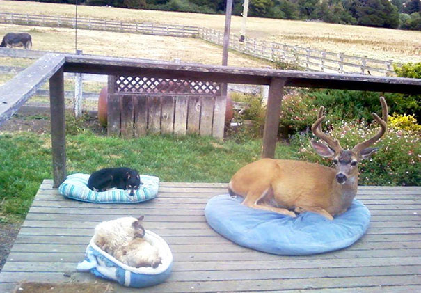 Illustration de l'article : Qui a vraiment le niveau pour trouver l'intrus sur ces 100 photos ? 