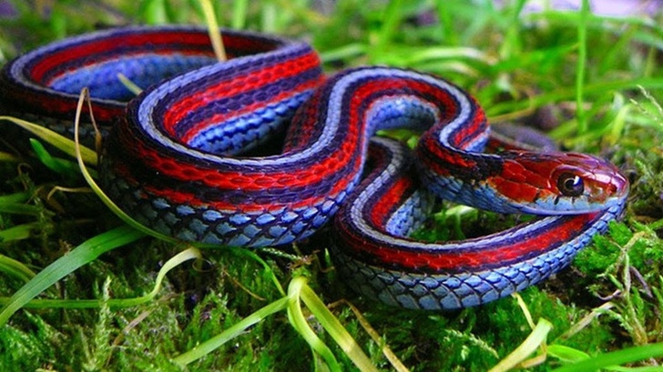 Illustration de l'article : Ces 24 animaux à la couleur et aux caractéristiques particulières