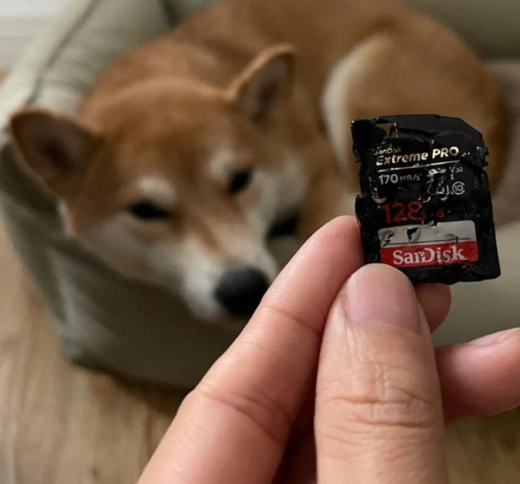 Illustration de l'article : Ces 18 photos de personnes qui pâtissent de la malchance