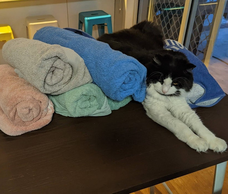 Illustration de l'article : Ces 19 photos de chats qui défient toutes les lois établies