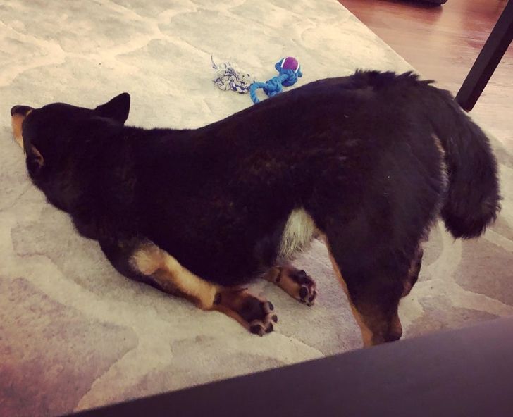 Illustration de l'article : Ces 20 animaux qui font tout pour faire croire qu'ils ont une vie très fatigante