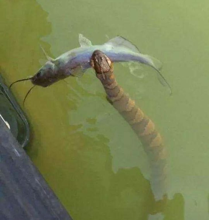 Illustration de l'article : Ces 19 photos effrayantes sauf pour les amateurs de sensations fortes