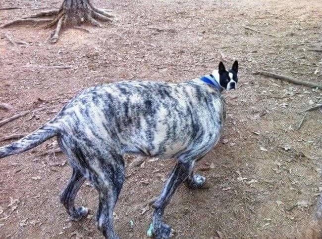 Illustration de l'article : Il est facile de prendre une chose pour une autre comme le montrent ces 20 photos