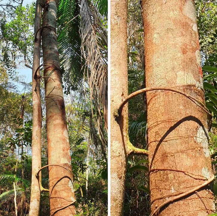 Illustration de l'article : Ces 17 photos qui montrent à quel point la nature est riche