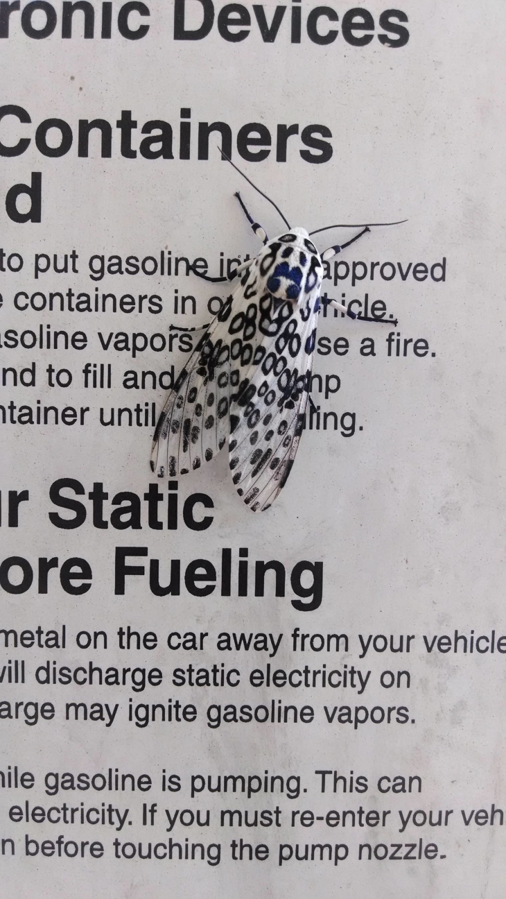 Illustration de l'article : 32 camouflages accidentels sûrement mieux réussis que s’ils avaient été faits exprès