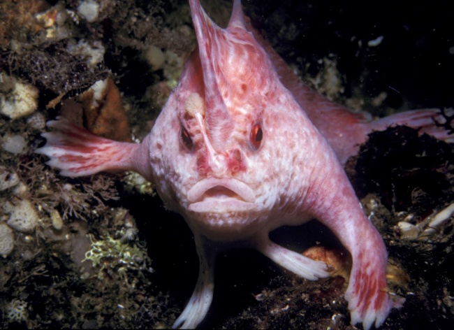 Illustration de l'article : 12 animaux tellement rares qu’il est possible que vous ne les ayez jamais vus, même en photo