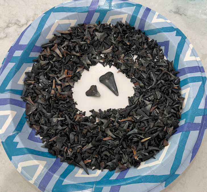 Illustration de l'article : Ces 20 photos de collections insolites en tous genres