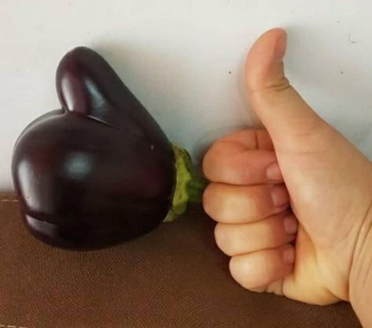 Illustration de l'article : Ces 16 photos qui illustrent la beauté et l'originalité de la nature