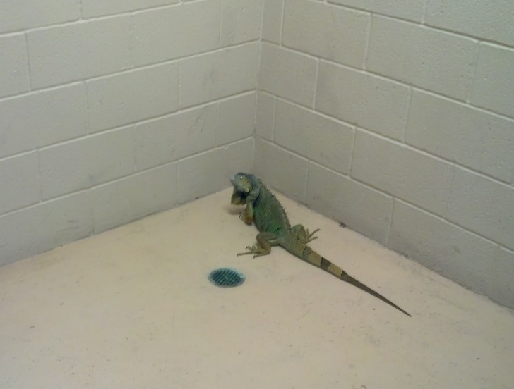 Illustration de l'article : Ces 14 fois où la police s'est montrée très cool