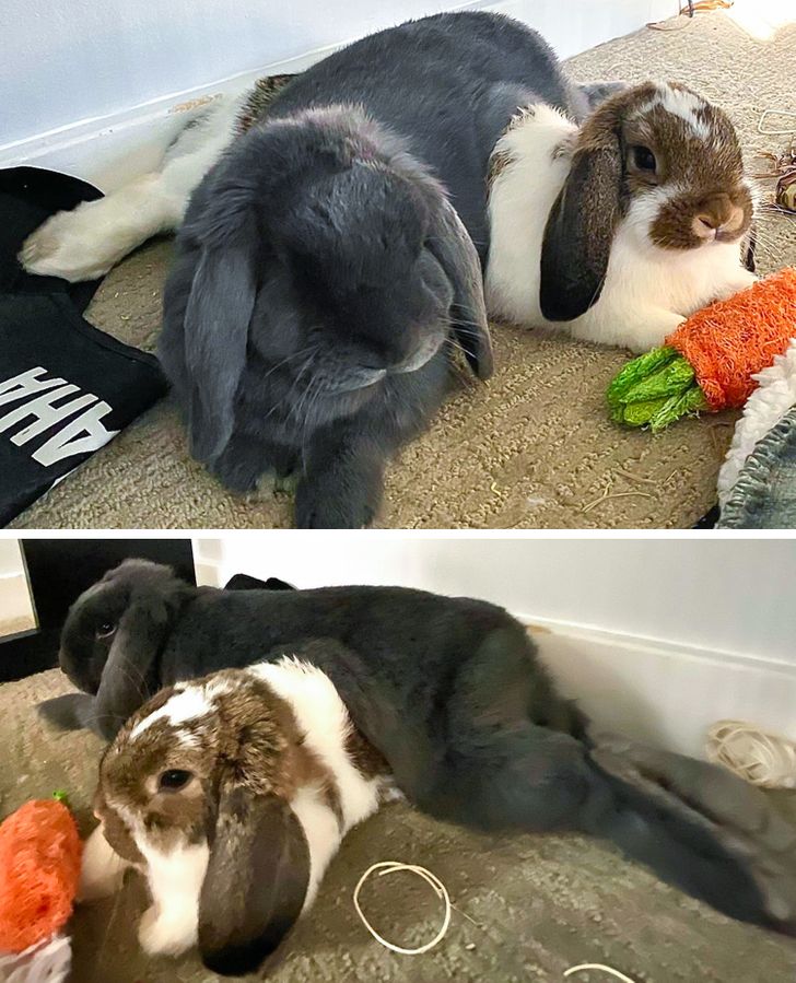 Illustration de l'article : Ces 19 photos illustrant les plus belles amitiés entre animaux de compagnie