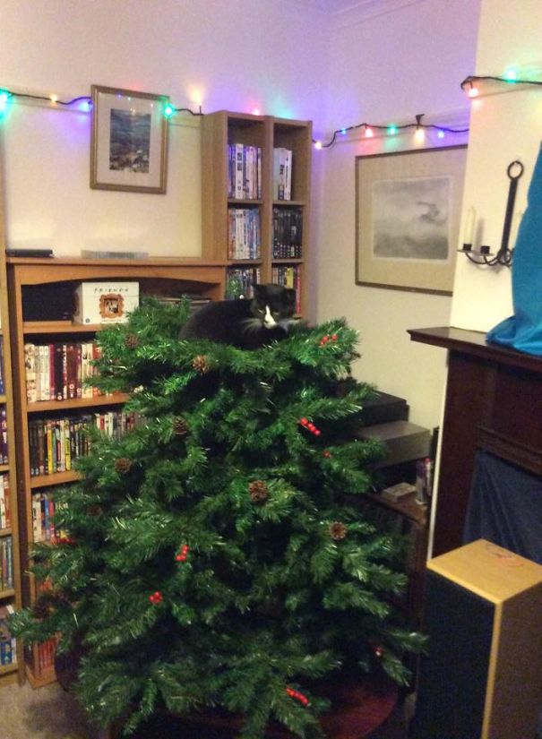 Illustration de l'article : 20 chiens et chats qui ont ruiné Noël en s’en prenant au sapin