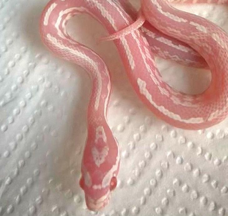 Illustration de l'article : Ces 20 photos qui ne sont pas ce qu'elles semblent &ecirc;tre