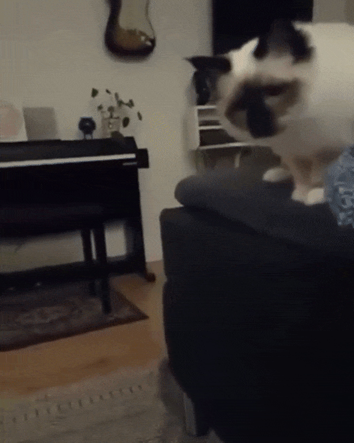 Illustration de l'article : Ces 14 photos qui rendent de bonne humeur