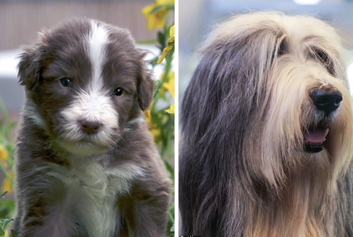 Illustration de l'article : Ces 20 photos de chiots devenus des molosses